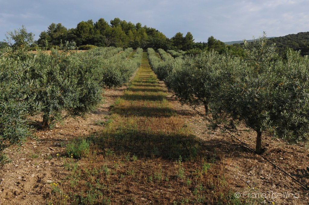 PROVENCE